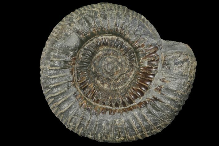 Dactylioceras Ammonite Fossil - England #100455